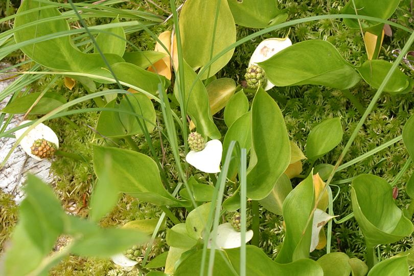 Wild Calla Lily - Calla palustris