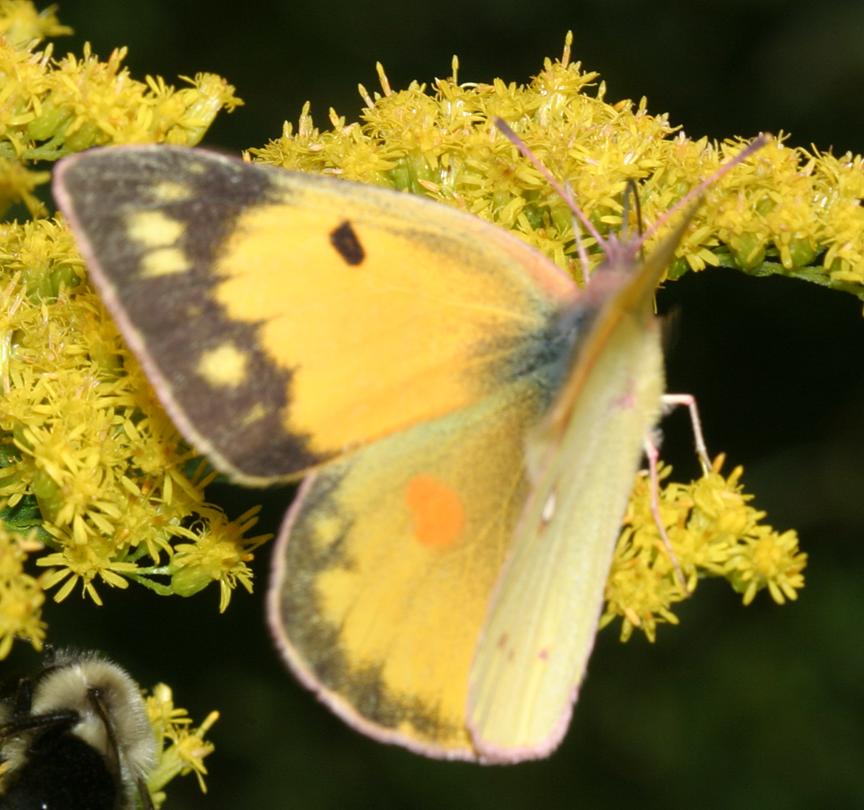 Orange Sulphur - Colias eurytheme