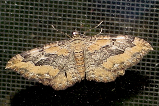 7290 -- Barberry Geometer Moth -- Coryphista meadii