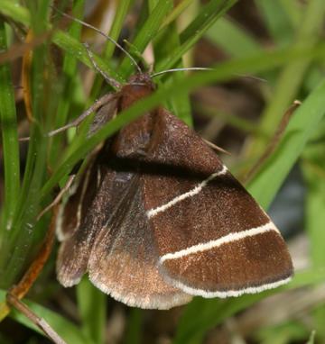 8762 -- Four-lined Chocolate Moth -- Argyrostrotis quadrifilaris