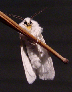  8134 -- Agreeable Tiger Moth -- Spilosoma congrua