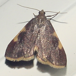 5533 -- Yellow-fringed Dolichomia Moth -- Dolichomia olinalis