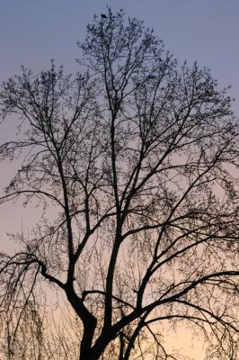 Morning Tree