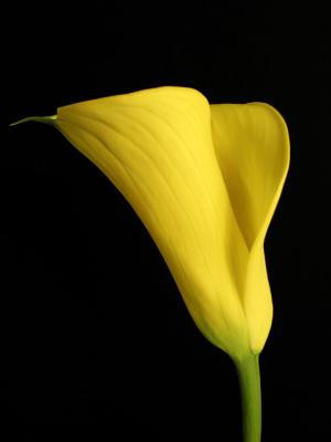 u45/toddao/medium/29201461.20040520.flower.yellow.lily5websize.jpg