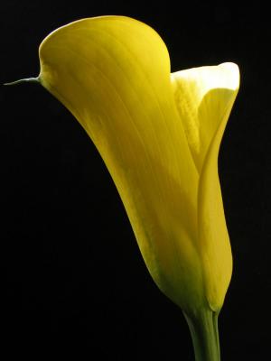 u45/toddao/medium/29201462.20040520.flower.yellow.lily6websize.jpg