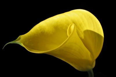 Calla Lilies May 2004