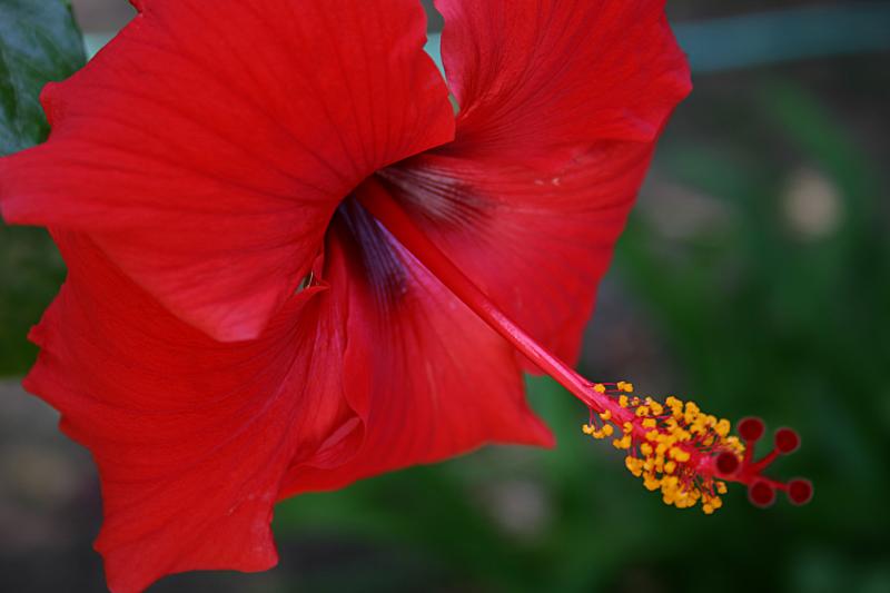 May 22nd - Hibiscus
