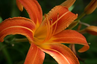 May 23rd - Day Lilies