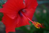 May 22nd - Hibiscus