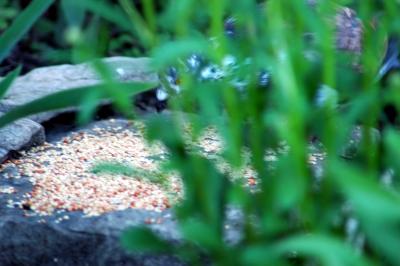 pigeon eating birdseed