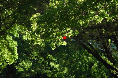 red traffic light in green leaves