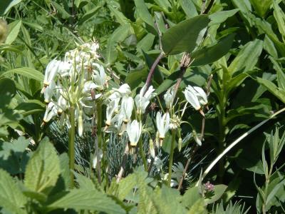 native midwest shooting stars