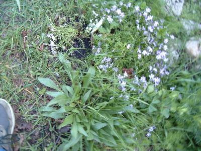 phlox