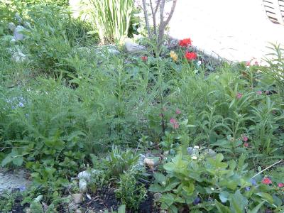 gerbera daisies and phlox