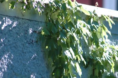 vine on house texture
