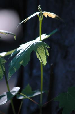 tree sprout