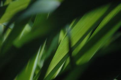backlit grass