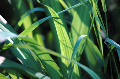 backlit grass