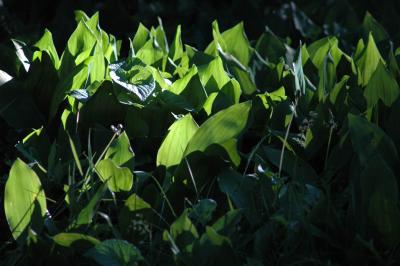 backlit hostas