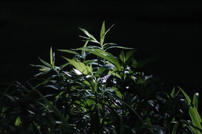 backlit plant