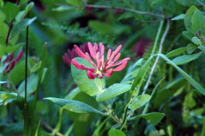 honeysuckle in late light