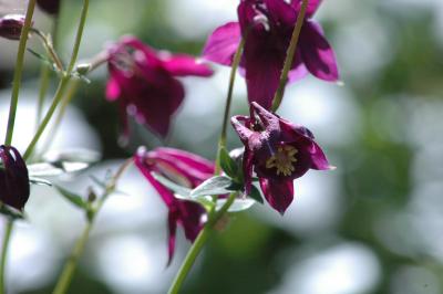 mauve columbines backlit