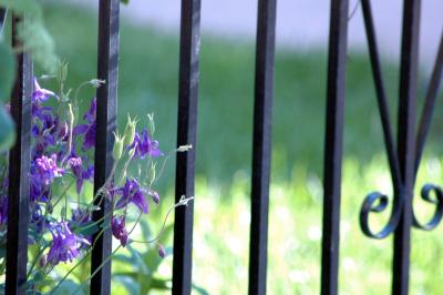 purple columbines on iron fence