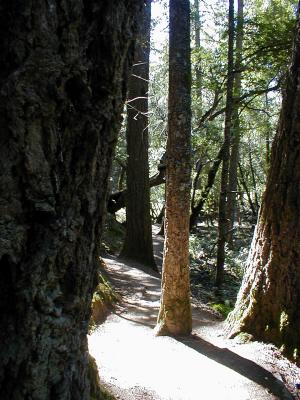 u45/toddrabbit/medium/29509190.tamalpaistrail00.jpg