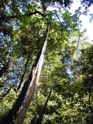 torn tree