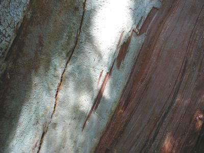 torn tree