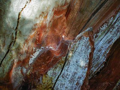 torn tree
