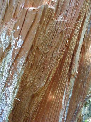 torn tree