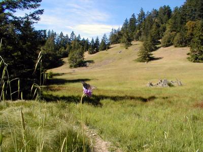 tam meadow butterfly