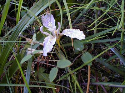 douglas iris