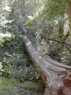 the other half of the torn tree
