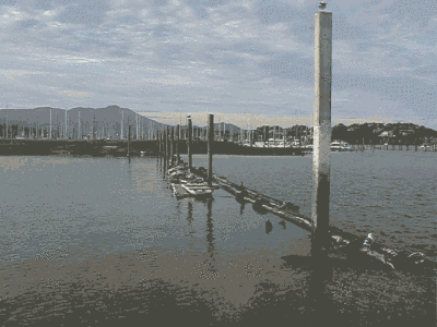 sea  lions animation
