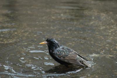 bathing bird