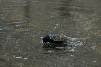 bathing bird