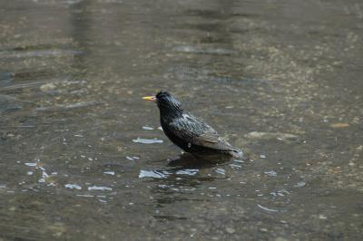 bathing bird