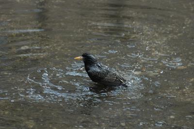 bathing bird