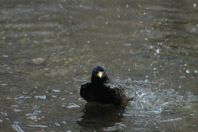 bathing bird