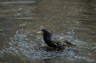 bathing bird