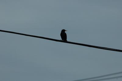 bathing bird, flown up to a wire