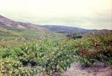 vineyards