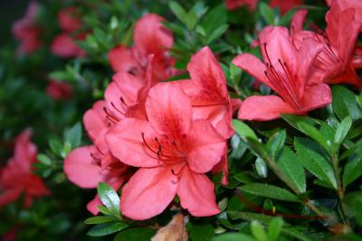 Azalea