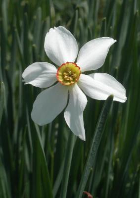 Pheasant's-eye Daffodil - Narcissus poeticus - Fr. Narcisse des pots