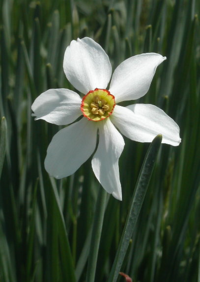 Pheasants-eye Daffodil - Narcissus poeticus - Fr. Narcisse des pots