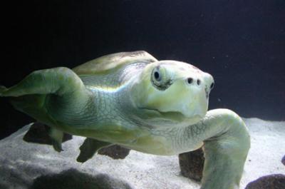 Turtle at the Zoo