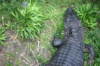 Houston Zoo