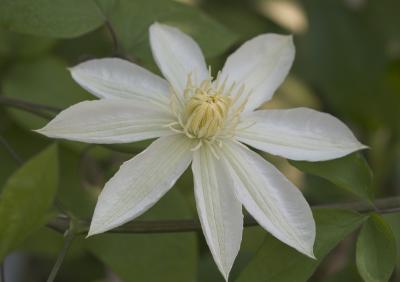 white8085.jpg